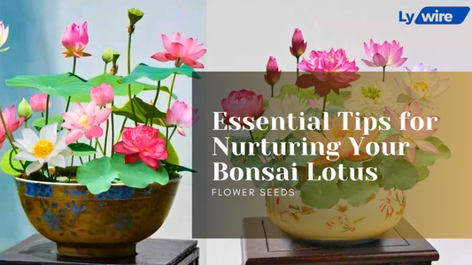 Bonsai Lotus Flower Seeds