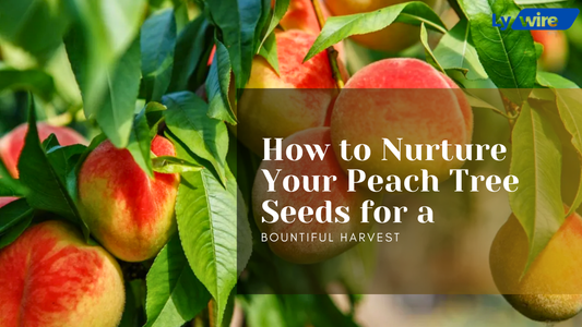 Nurture Your Peach Tree Seeds