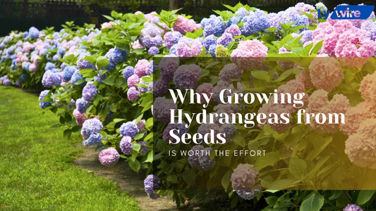 Hydrangeas from Seeds