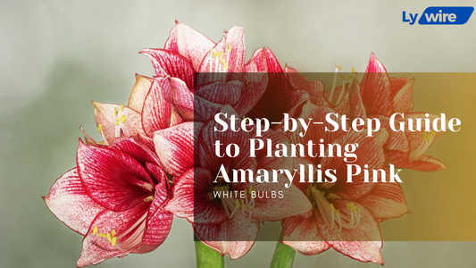 Planting Amaryllis Pink White Bulbs