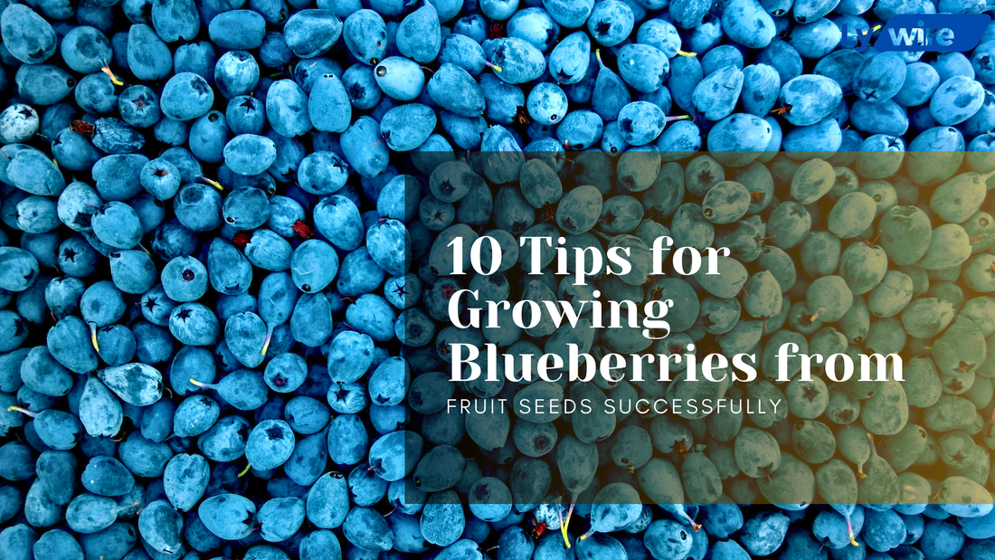 Growing Blueberries from Fruit Seeds