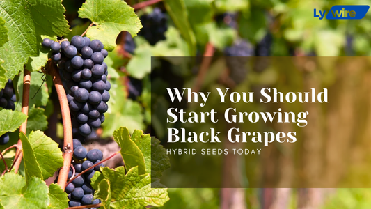 Growing Black Grapes Hybrid Seeds