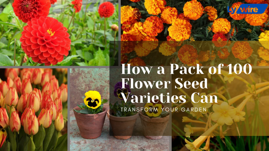 How a Pack of 100 Flower Seed Varieties Can Transform Your Garden