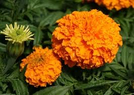 Lywire High-Quality Orange Marigold Seeds β A True Floral Treasure