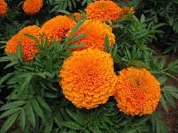 Lywire High-Quality Orange Marigold Seeds β A True Floral Treasure