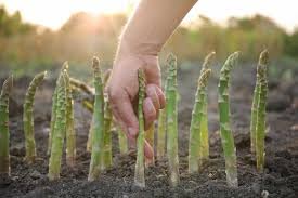 Lywire Farm Fresh Asparagus Seeds β Non-GMO & 100% Pure for Gardening