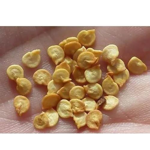 Lywire Pure & Powerful Hybrid Chilli Seeds β Hot & Healthy Yield