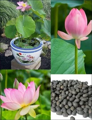 Lywire High Germination Lotus Seeds πͺ· Buy 1 Get 1 Free πΏ Perfect for Balcony, Terrace & Bowl Gardens β Premium Quality β NEW