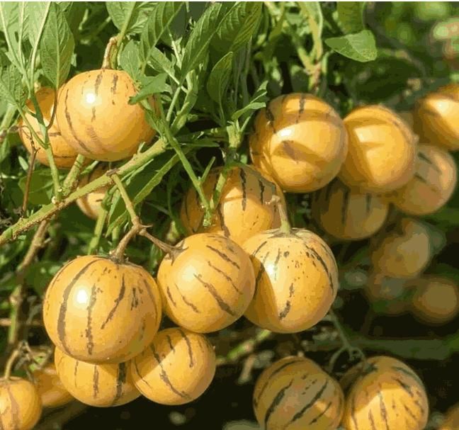 Lywire High-Purity Ginseng Fruit Seeds β Perfect for Herbal Gardening