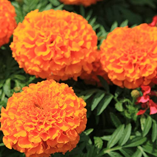 Lywire High-Quality Orange Marigold Seeds β A True Floral Treasure