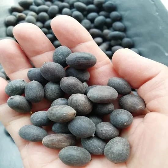 Lywire High Germination Lotus Seeds πͺ· Buy 1 Get 1 Free πΏ Perfect for Balcony, Terrace & Bowl Gardens β Premium Quality β NEW