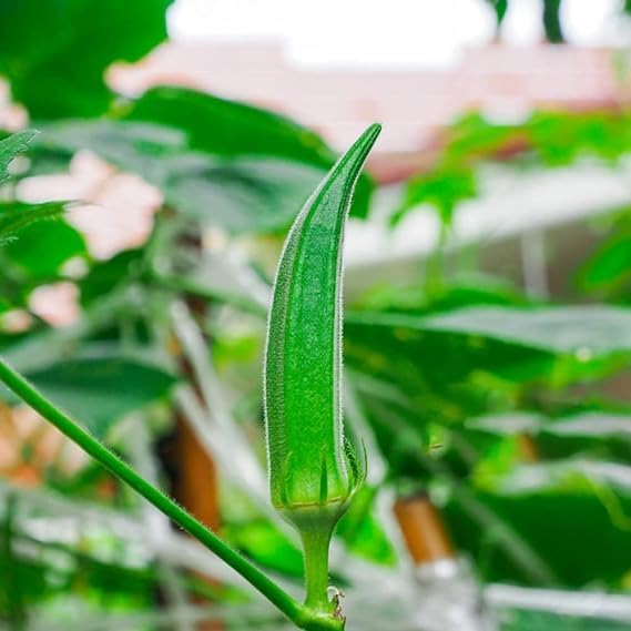 Lywire High-Grade Bhindi Seeds β Perfect for Kitchen Gardening (20 Pack)
