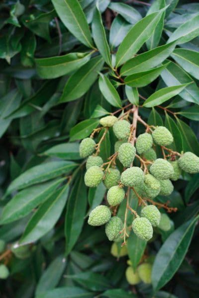 Lywire Premium Litchi Fruit Seeds ๐ฑ๐ | High-Quality Original Pack of 20 โ NEW
