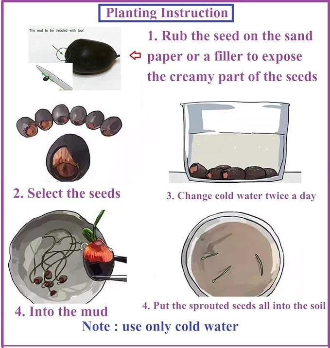 Lywire High Germination Lotus Seeds πͺ· Buy 1 Get 1 Free πΏ Perfect for Balcony, Terrace & Bowl Gardens β Premium Quality β NEW