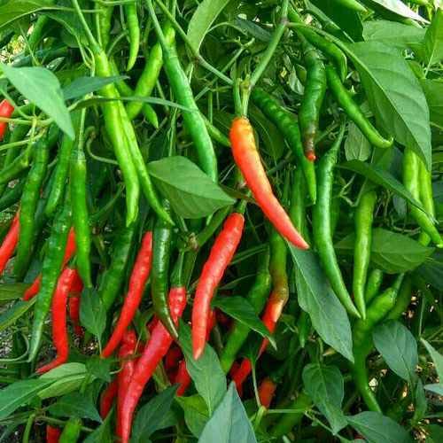 Lywire Pure & Powerful Hybrid Chilli Seeds β Hot & Healthy Yield