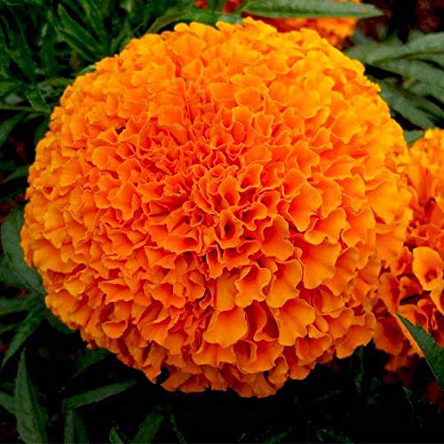 Lywire High-Quality Orange Marigold Seeds β A True Floral Treasure