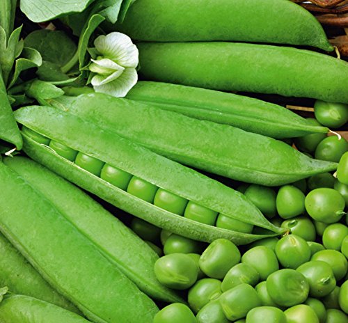 Lywire Natural Green Peas Seeds β Top-Quality & Non-GMO (Pack of 20)