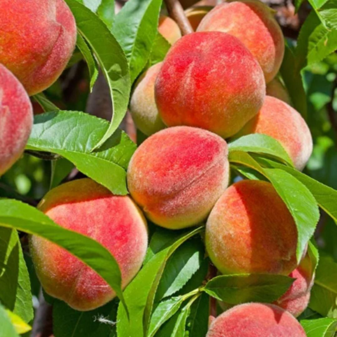 Lywire Premium Peach Tree Seeds β Grow Juicy & Lush Peaches