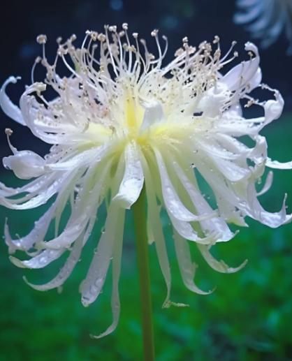 Lywire Deluxe Lily Equinox Bulbs β High-Germination & Stunning Flowers