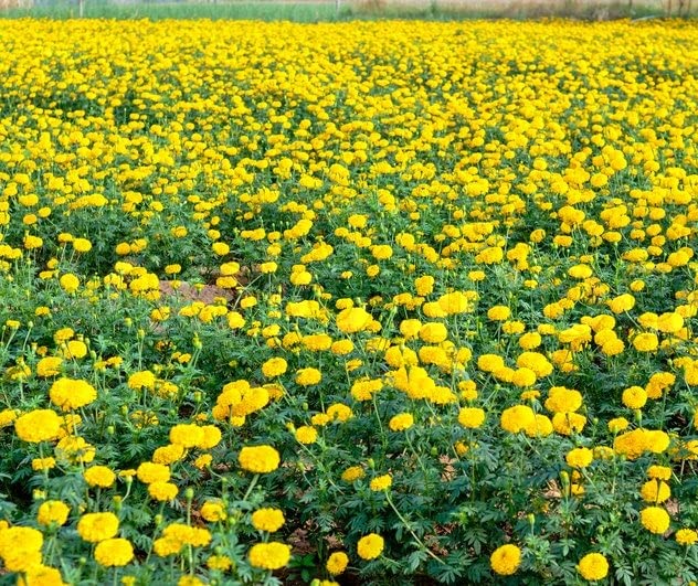 Lywire Authentic Yellow Marigold Seeds β Premium Garden Essential