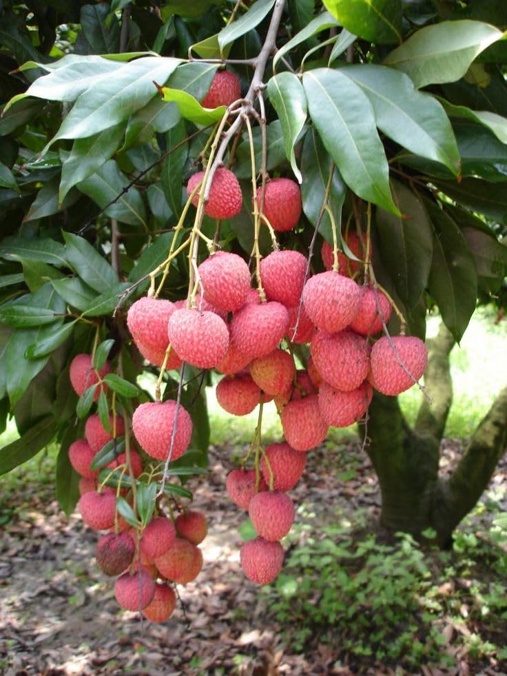 Lywire Premium Litchi Fruit Seeds ๐ฑ๐ | High-Quality Original Pack of 20 โ NEW