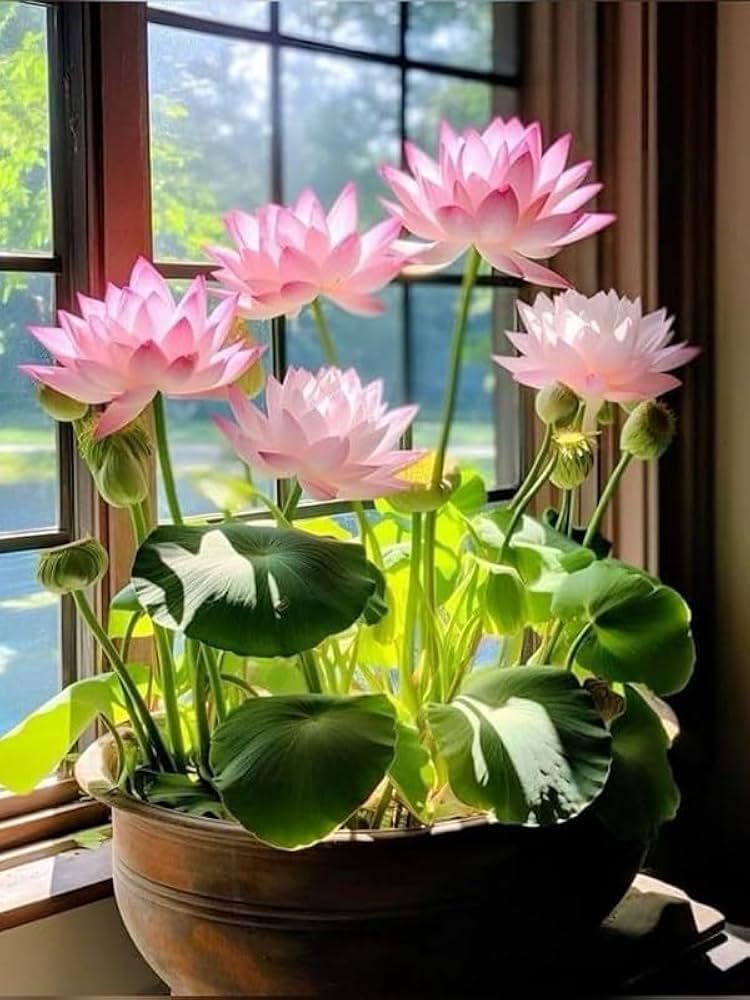 Lywire Elite Bonsai Lotus Flower Seeds β Authentic & Vibrant Blooms