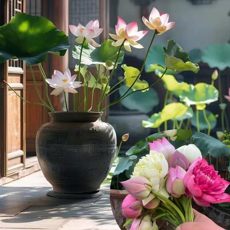 Lywire Elite Bonsai Lotus Flower Seeds β Authentic & Vibrant Blooms