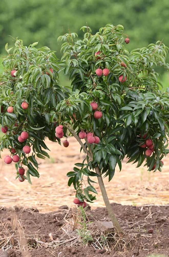 Lywire Premium Litchi Fruit Seeds ๐ฑ๐ | High-Quality Original Pack of 20 โ NEW
