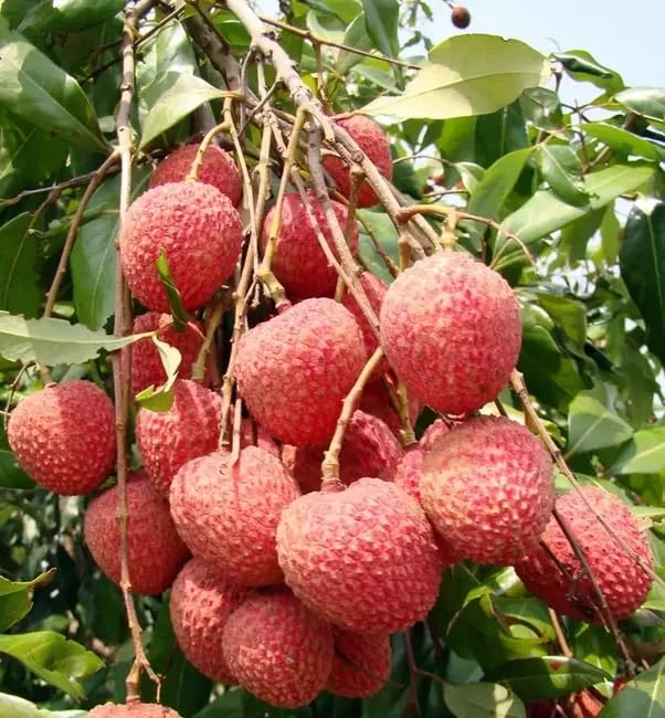 Lywire Premium Litchi Fruit Seeds ๐ฑ๐ | High-Quality Original Pack of 20 โ NEW