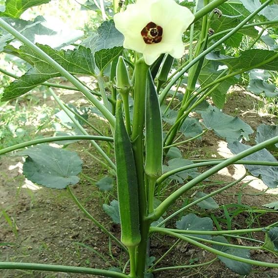 Lywire High-Grade Bhindi Seeds β Perfect for Kitchen Gardening (20 Pack)