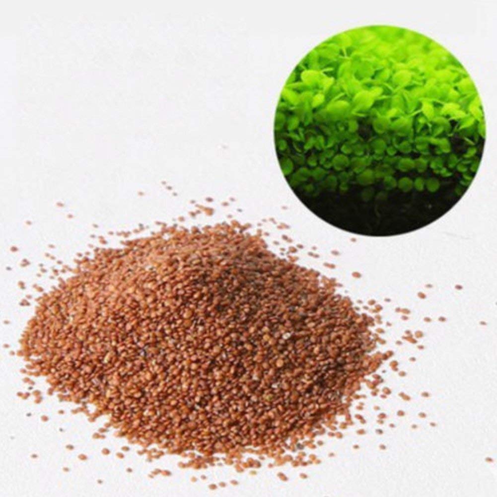 Lywire Premium Aquatic Double Leaf Aquarium Plant Seeds πΏπ