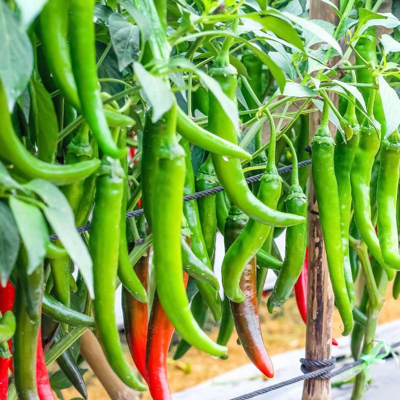 Lywire Pure & Powerful Hybrid Chilli Seeds β Hot & Healthy Yield
