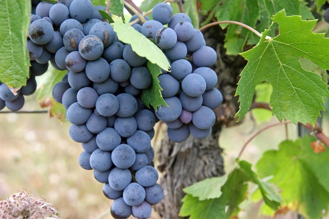 Lywire Exclusive Black Grapes Hybrid Seeds β Grow Fresh & Delicious Grapes