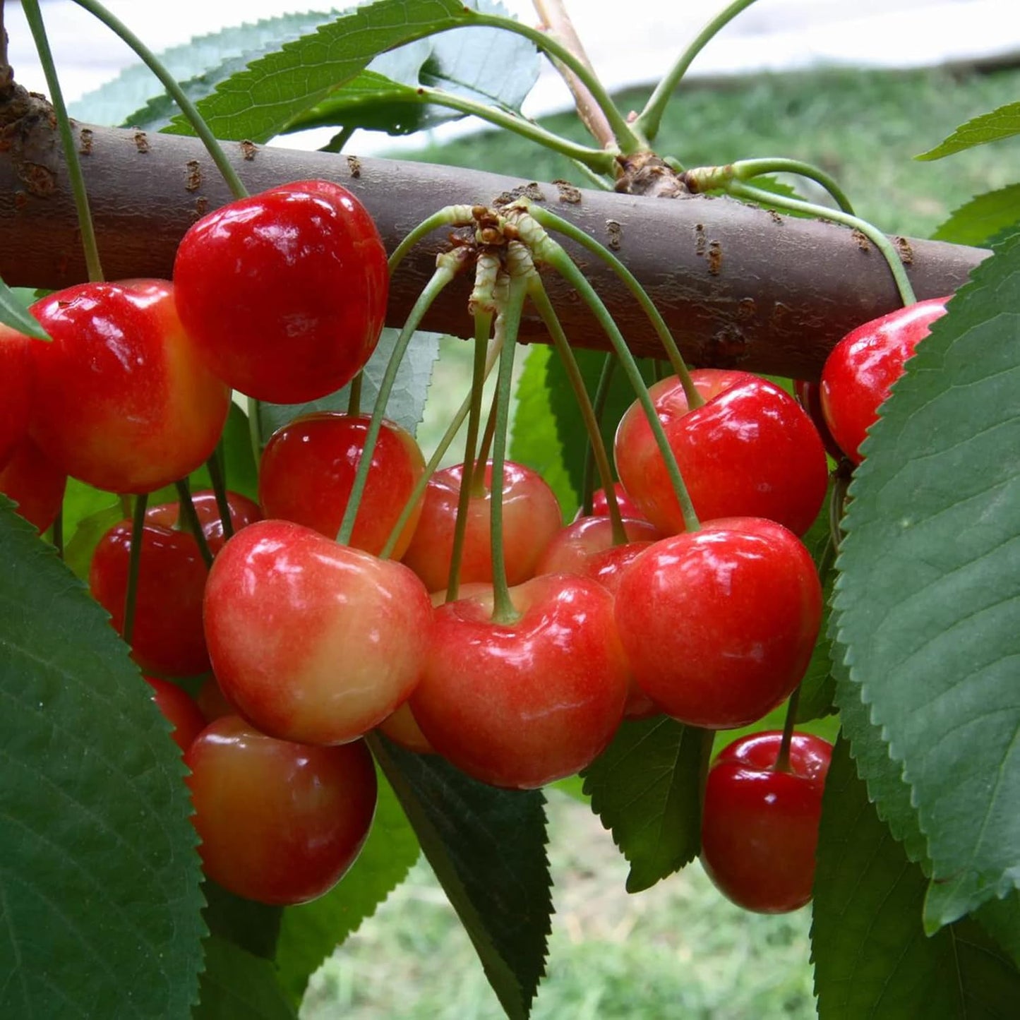 Lywire Premium Rainier Cherry Fruit Seeds β Authentic & High Quality