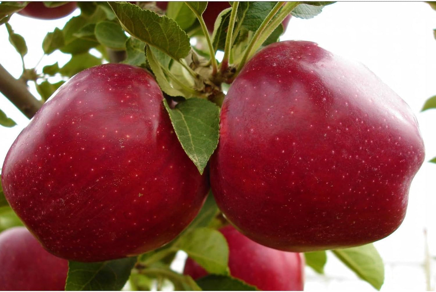 Lywire Premium Red Apple Seeds β High-Quality & 100% Original