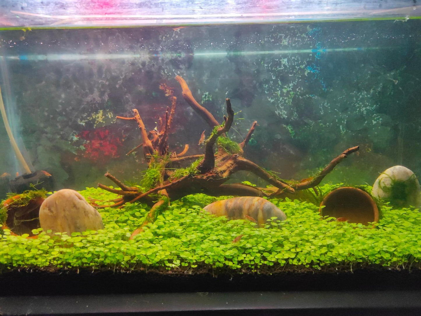 Lywire Premium Aquatic Double Leaf Aquarium Plant Seeds πΏπ
