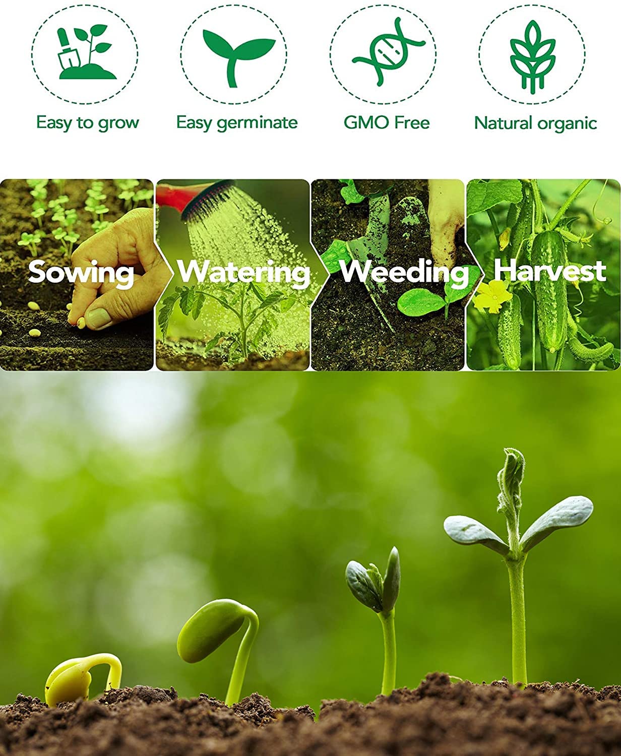 Lywire Farm Fresh Asparagus Seeds β Non-GMO & 100% Pure for Gardening