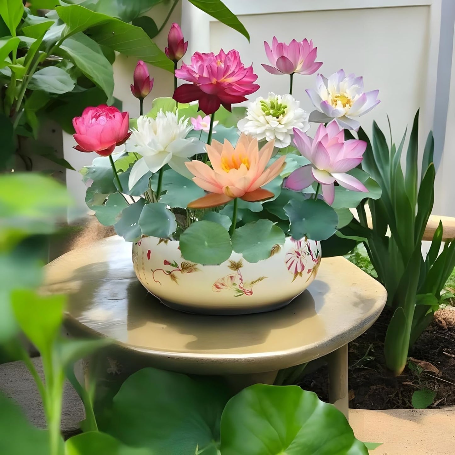 Lywire Elite Bonsai Lotus Flower Seeds β Authentic & Vibrant Blooms