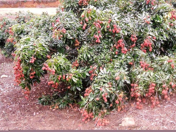 Lywire Premium Litchi Fruit Seeds ๐ฑ๐ | High-Quality Original Pack of 20 โ NEW
