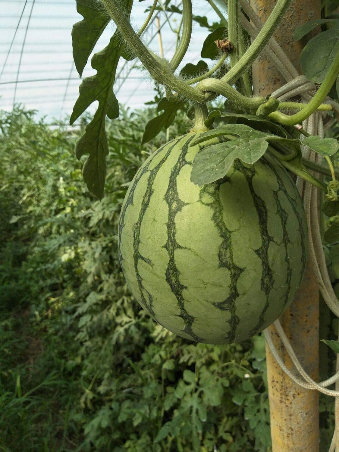 Lywire Finest Ruby Watermelon Seeds β Handpicked & Reliable