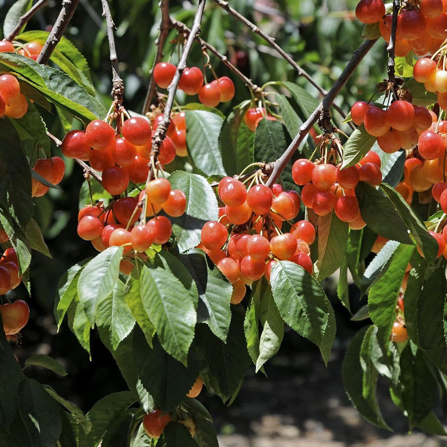 Lywire Premium Rainier Cherry Fruit Seeds β Authentic & High Quality