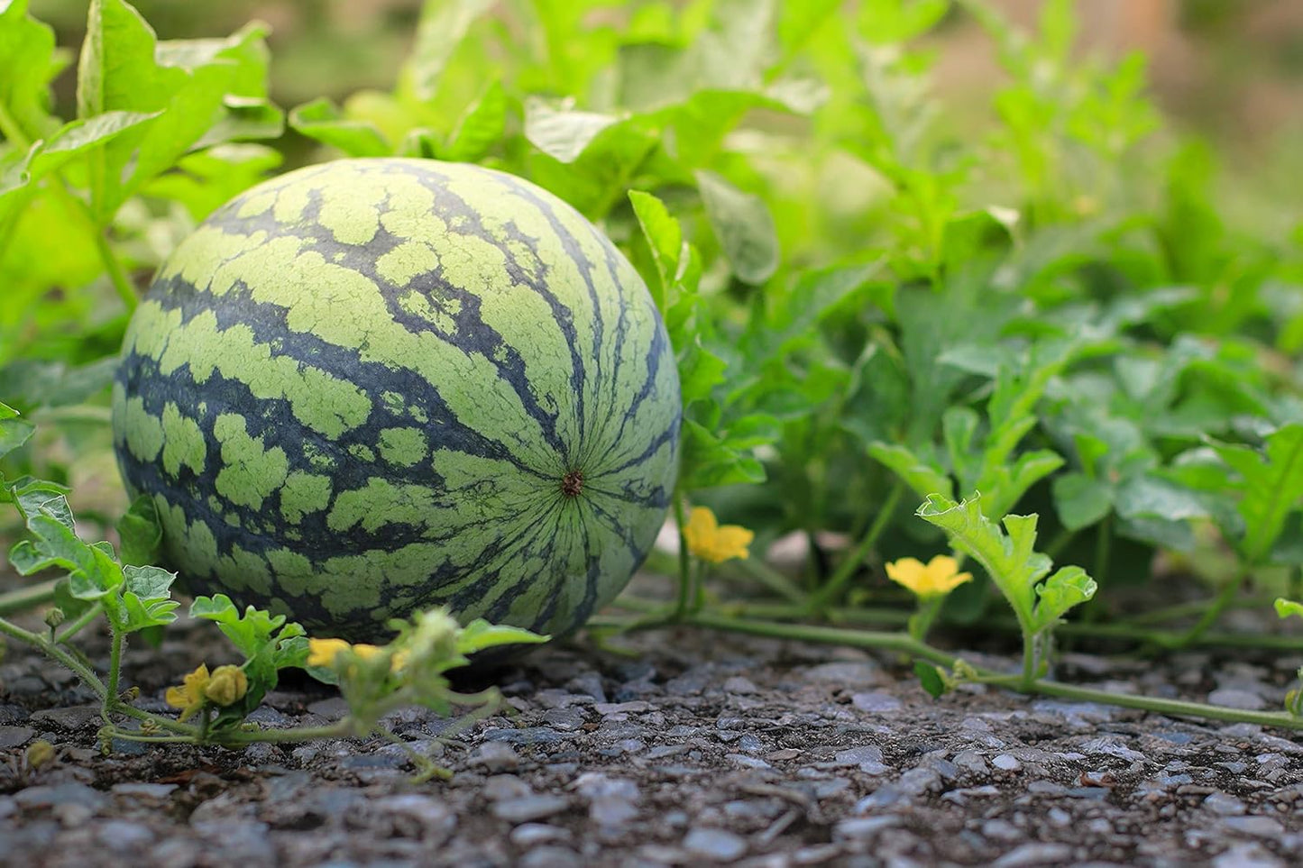 Lywire Finest Ruby Watermelon Seeds β Handpicked & Reliable