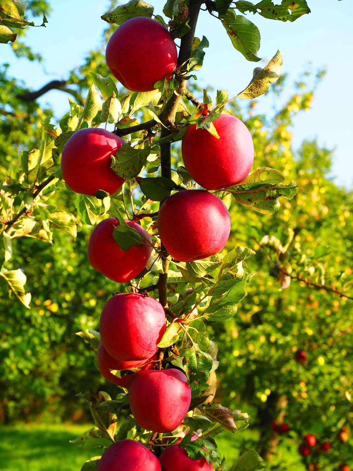 Lywire Premium Red Apple Seeds β High-Quality & 100% Original