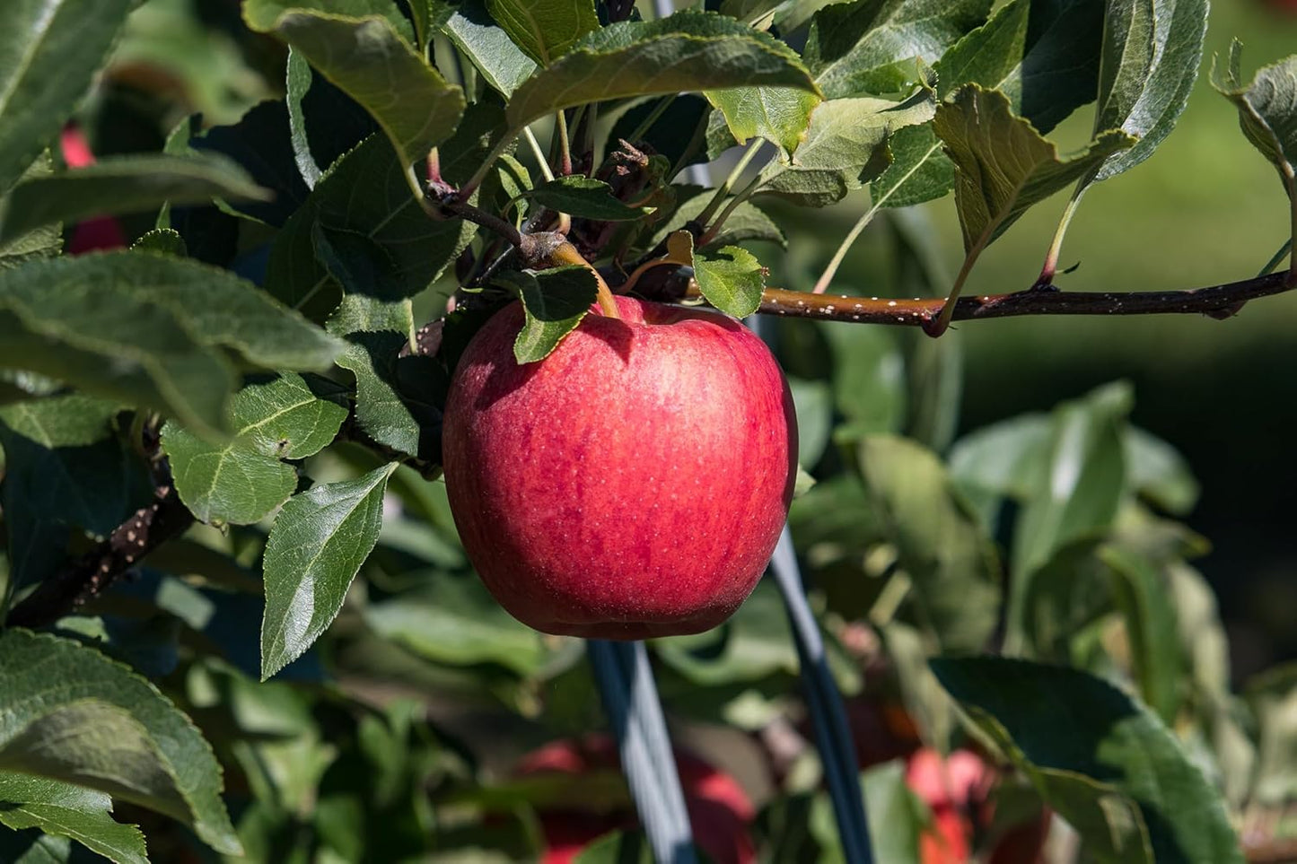Lywire Premium Red Apple Seeds β High-Quality & 100% Original