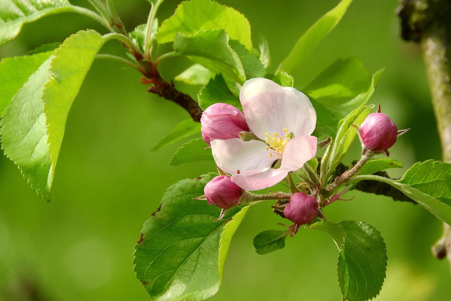 Lywire Premium Red Apple Seeds β High-Quality & 100% Original