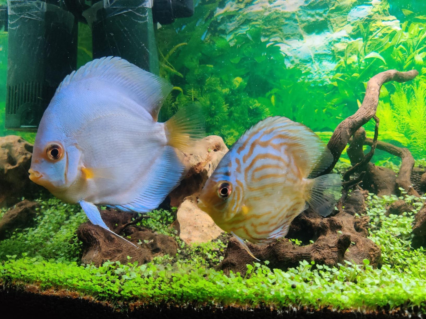 Lywire Premium Aquatic Double Leaf Aquarium Plant Seeds πΏπ