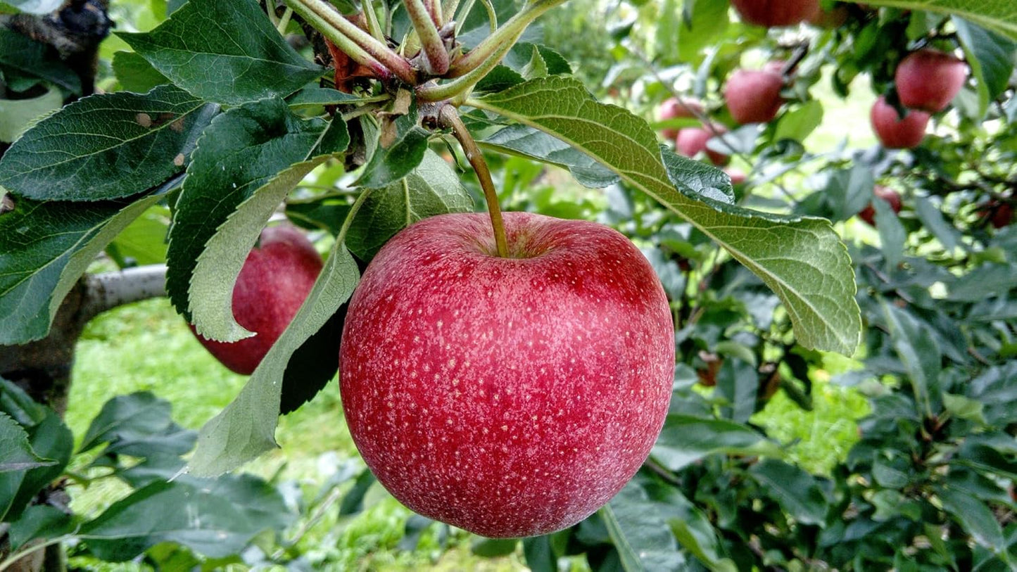 Lywire Premium Red Apple Seeds β High-Quality & 100% Original