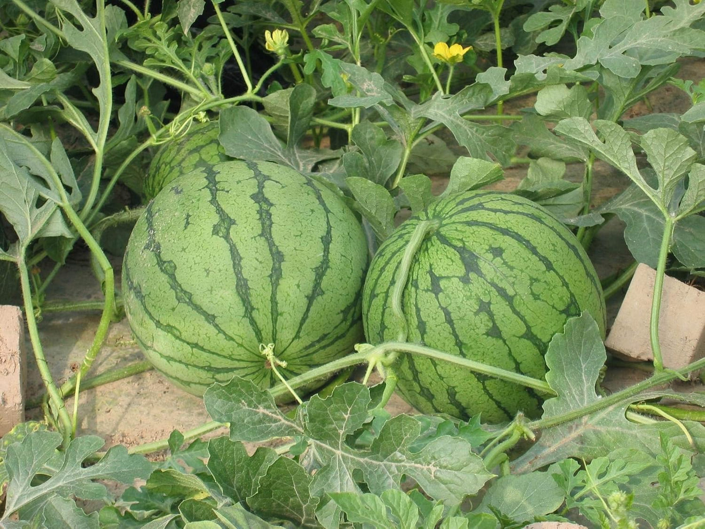 Lywire Finest Ruby Watermelon Seeds β Handpicked & Reliable
