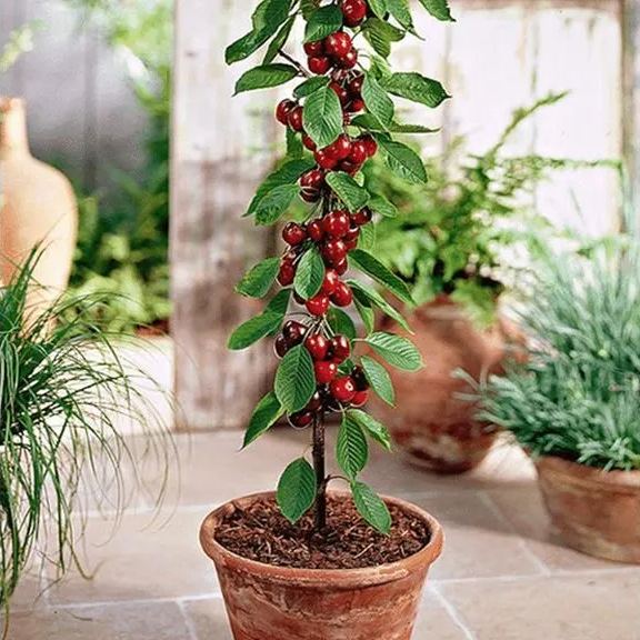 Lywire Premium Rainier Cherry Fruit Seeds β Authentic & High Quality