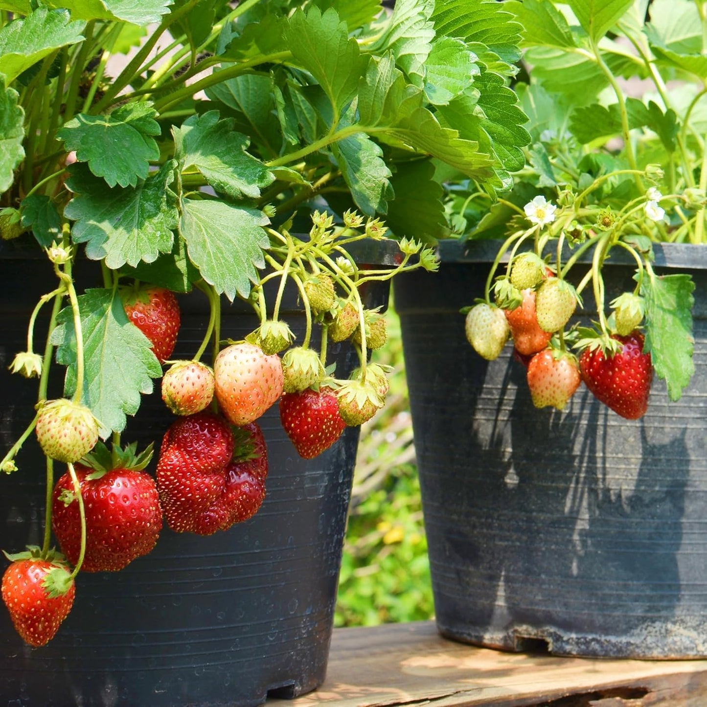 Lywire High-Quality Alpine Strawberry Seeds π Rare Fragaria Variety for Home Garden β NEW